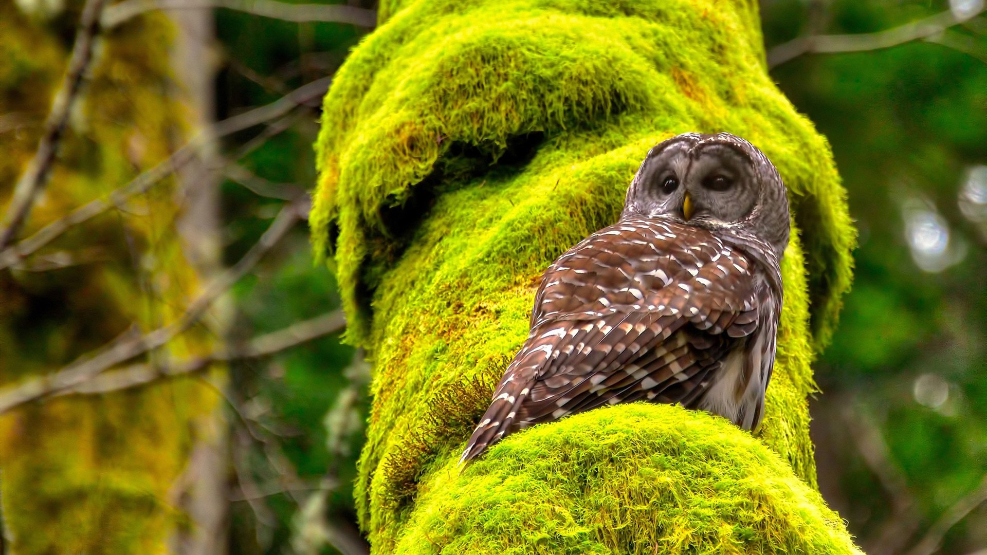 爱游戏数字体验-国足攻守平衡策略方案优化,足球攻守