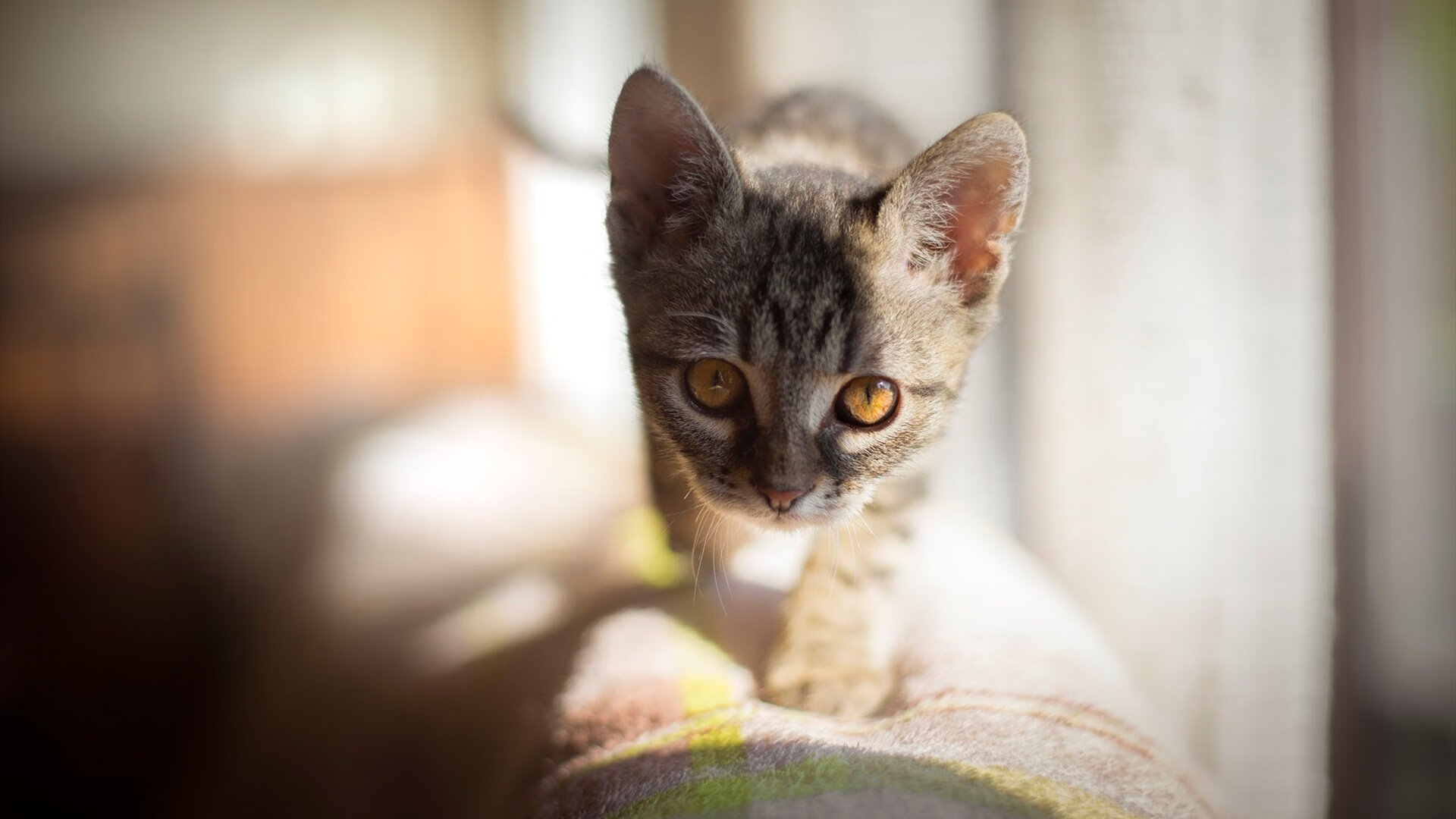 爱游戏游戏平台-球迷映像:在不同文化背景中爱足球的多样面貌,足球文化素材